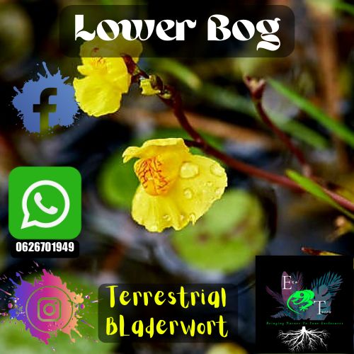 Lower Bog : Terrestrial Bladerworts