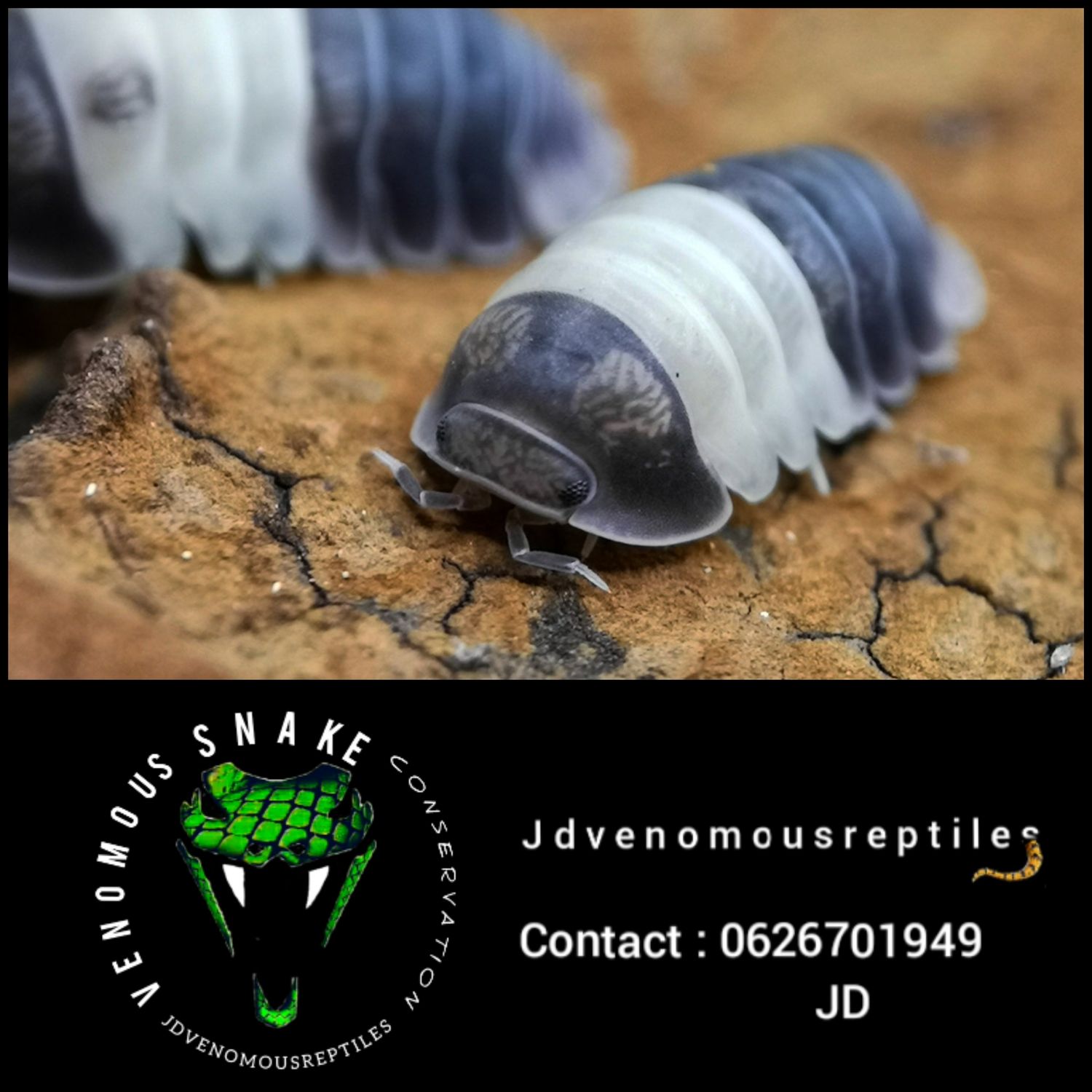 Cubaris Sp. Panda King
