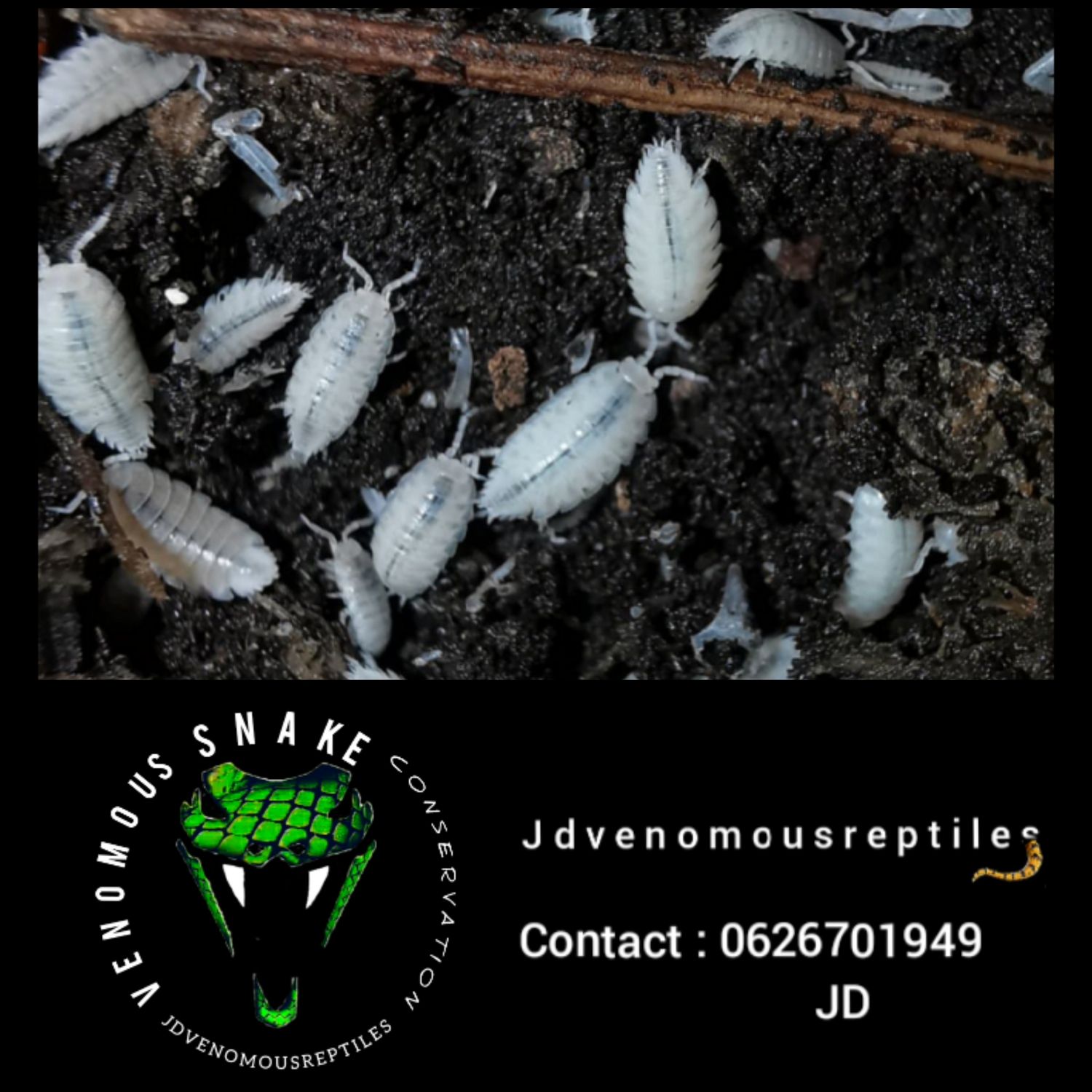 Trichorhina Tomentosa