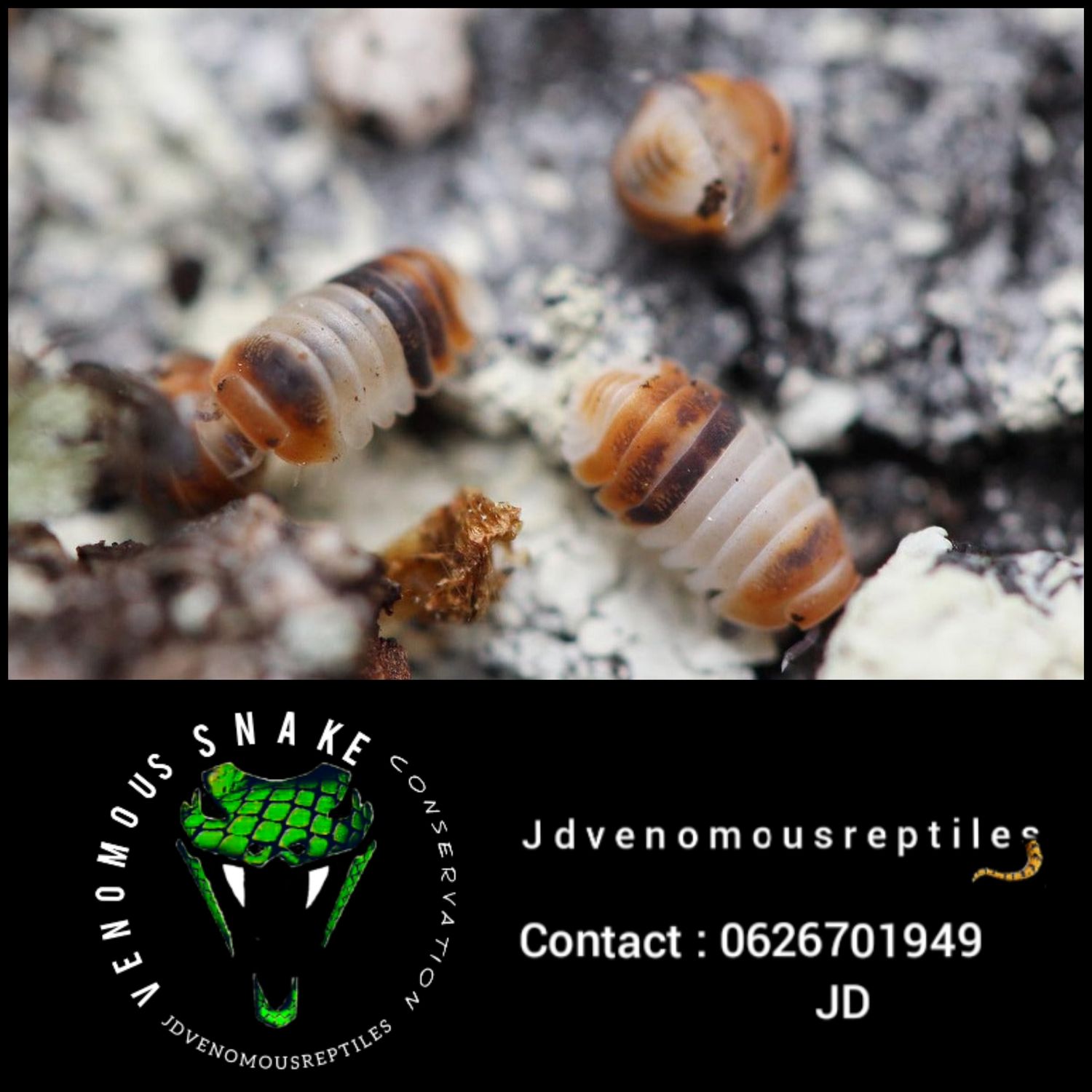 Cubaris Sp. White Sharks