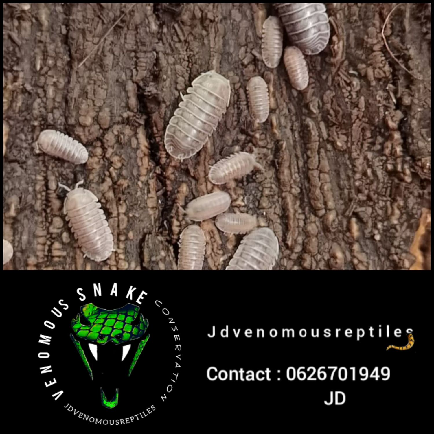 Venezillo Sp. White Skirt