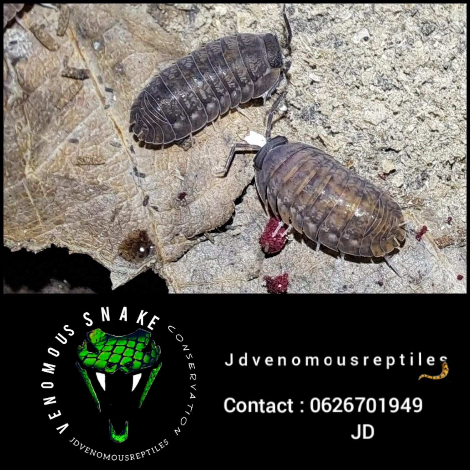 Bethalus Pretoriensis