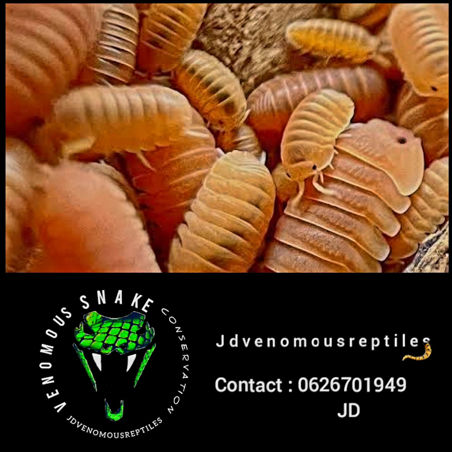 Cubaris Sp. Murina Orange