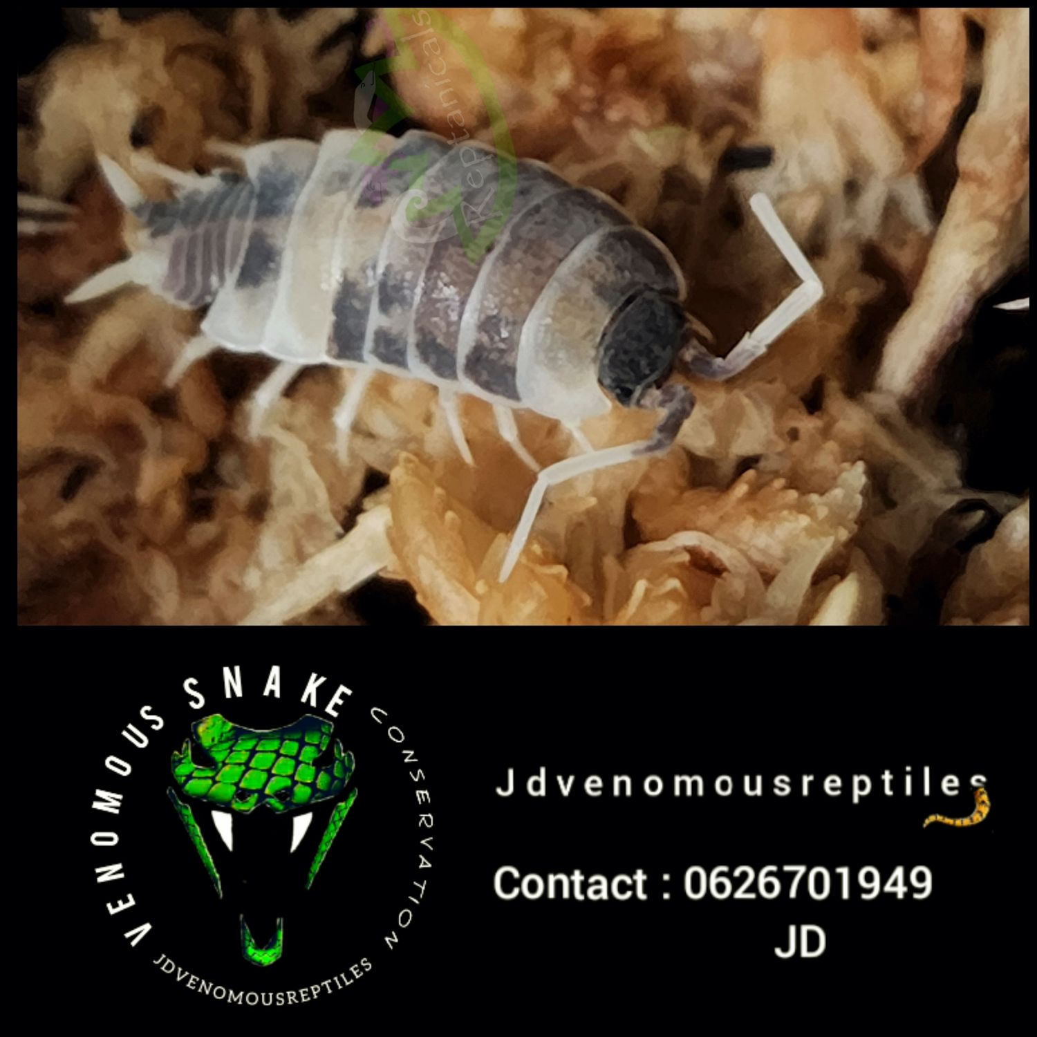 Porcellionides Pruinosus &quot;Oreo Crumble&quot;