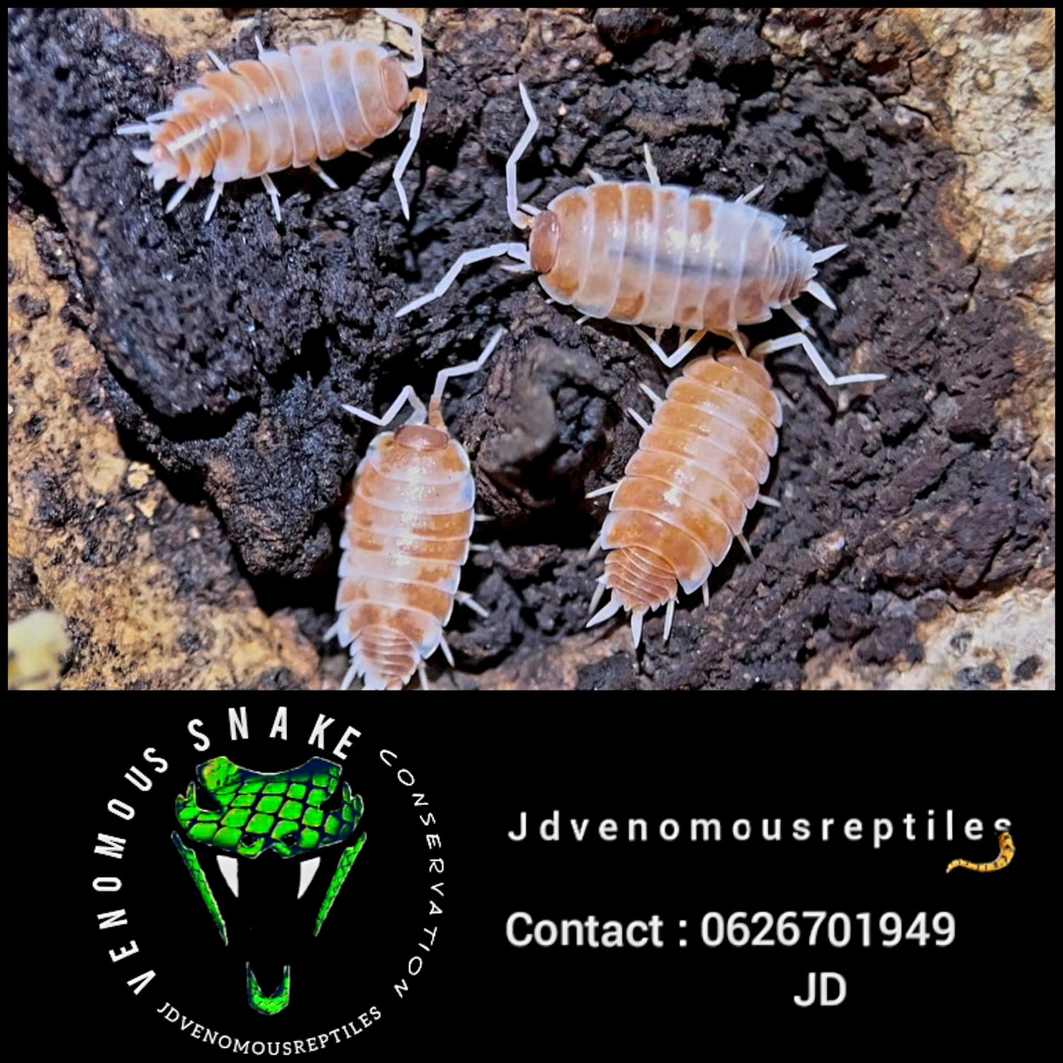 Porcellionides Pruinosus &quot;Orange Creams&quot;
