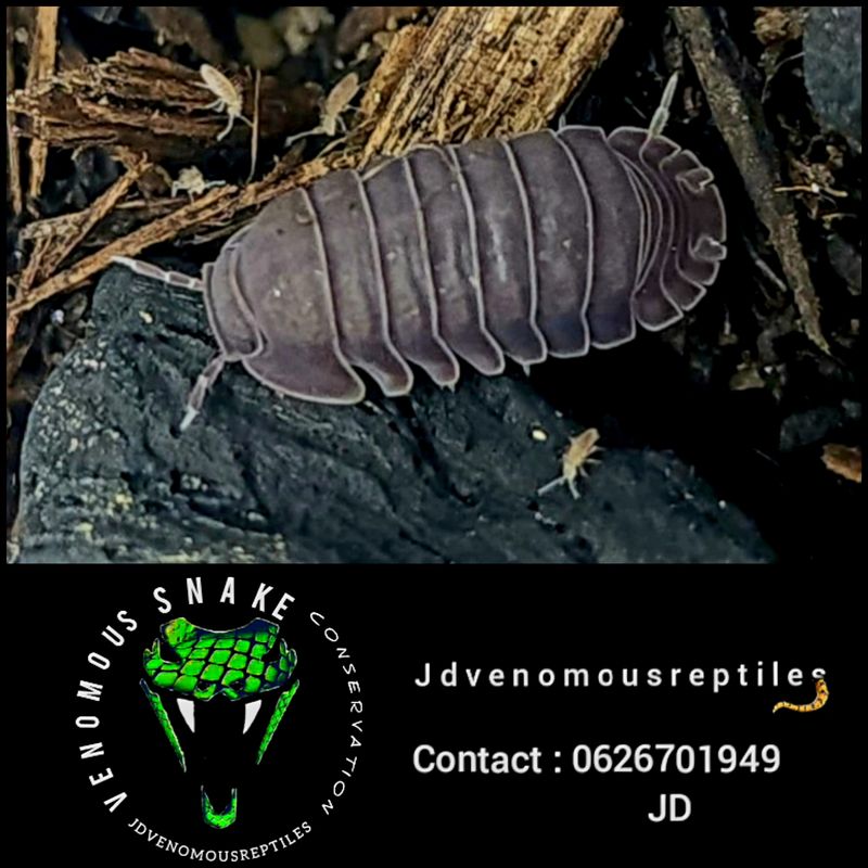 Cubaris Sp. Black Panda