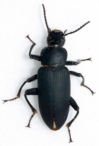 Zophobas Morio