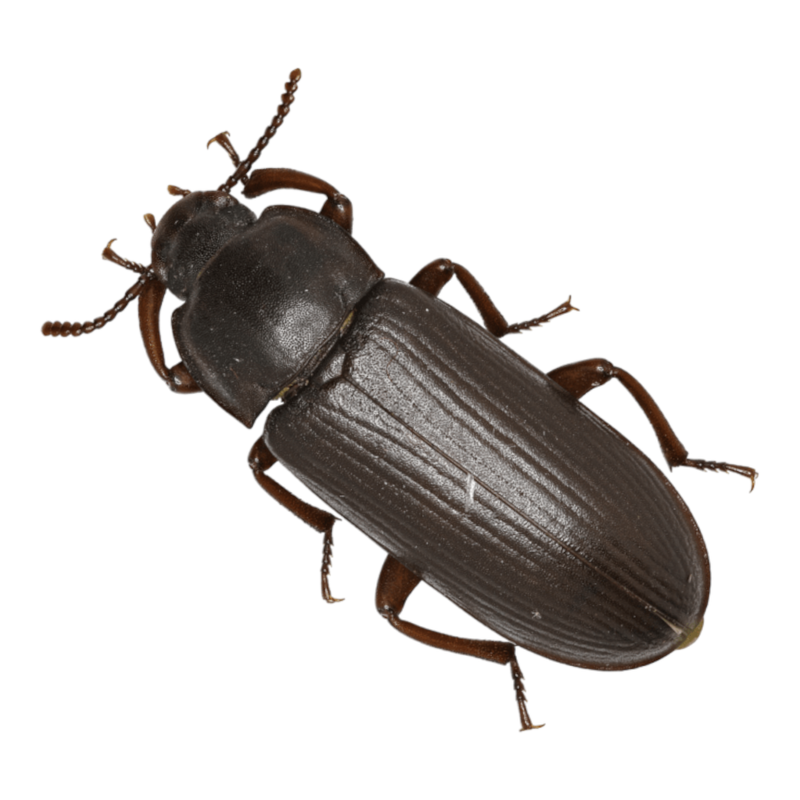 Tenebrio Molitor