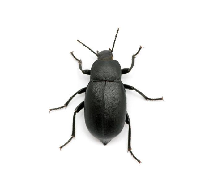 Dermestidae