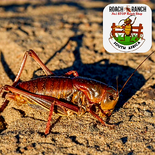 Red Crickets