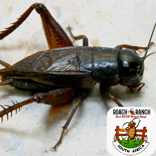 Black Crickets