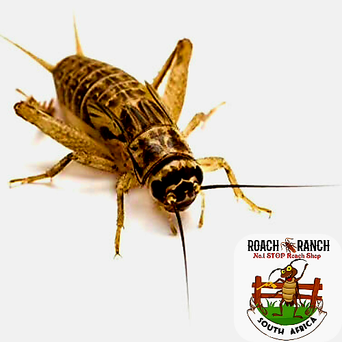 Grey Crickets