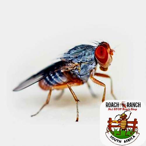 Drosophilia Hydei