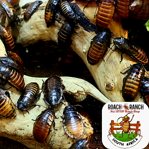 Madagascar Hissing Roaches