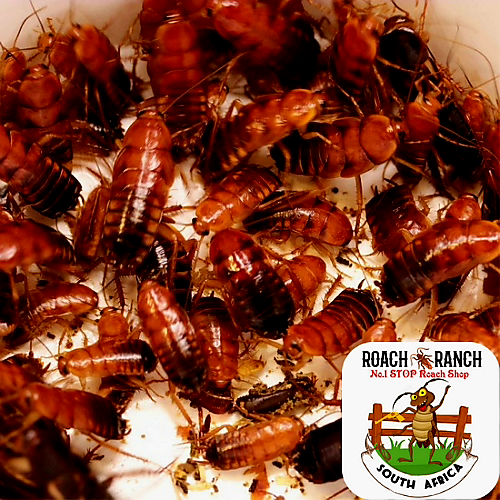 Turkistan Roaches