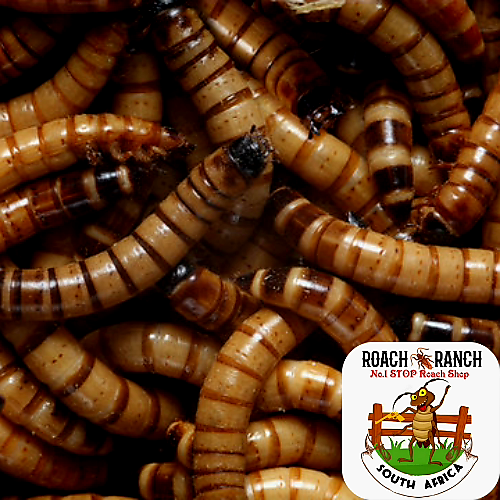 Superworms