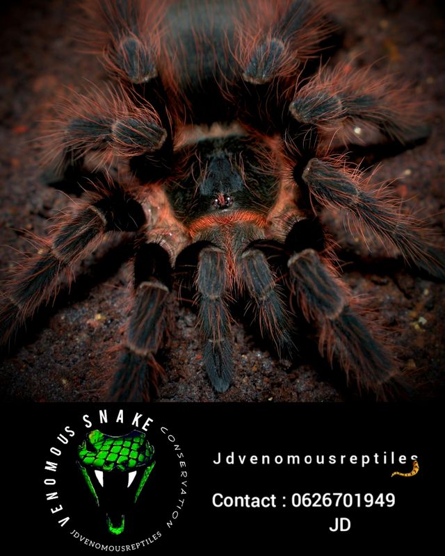 Nhandu Carapoensis