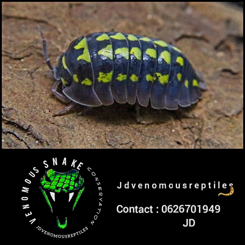 Armadilidium Gestroi