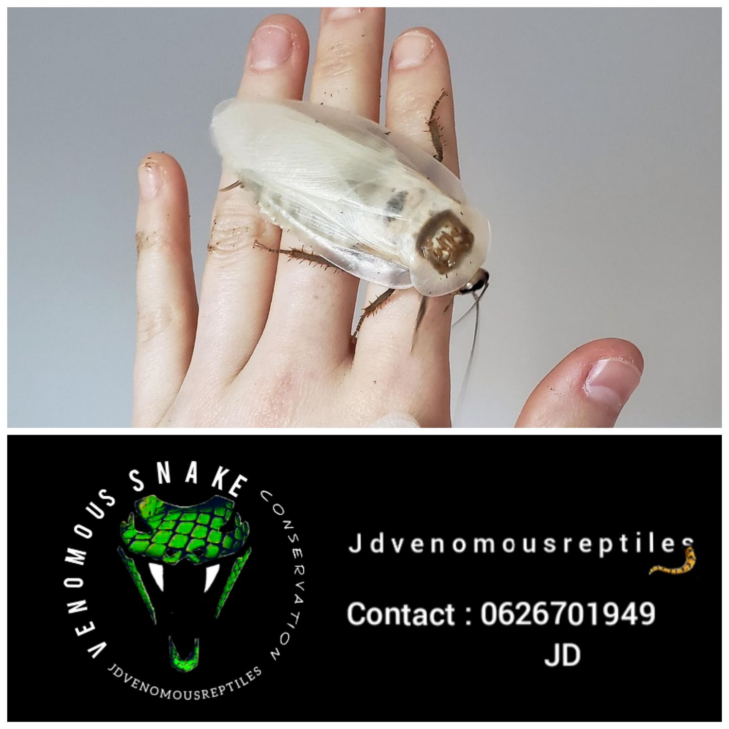 Dusky Cave Roach