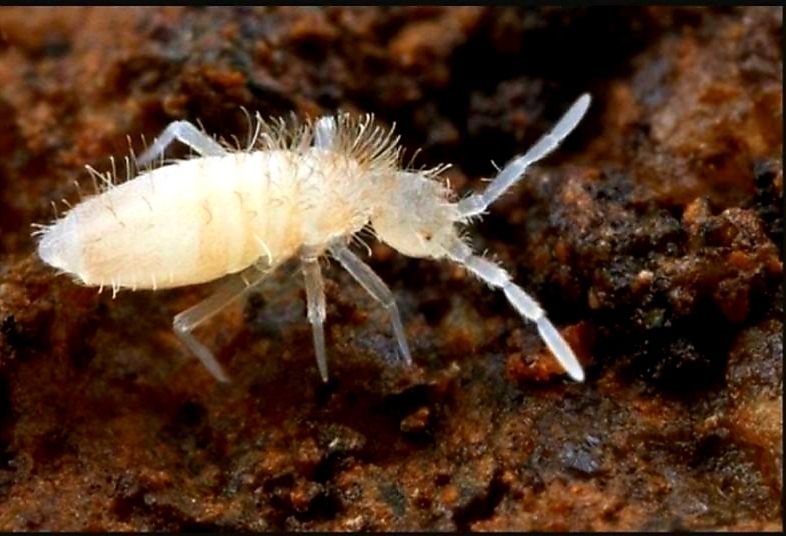 Springtails Bulk