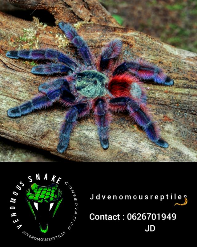 Caribena Versicolor