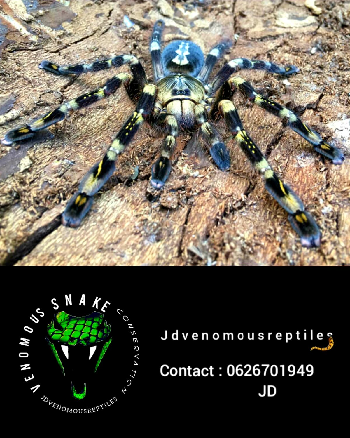 Poecilotheria Subfusca Highland MM