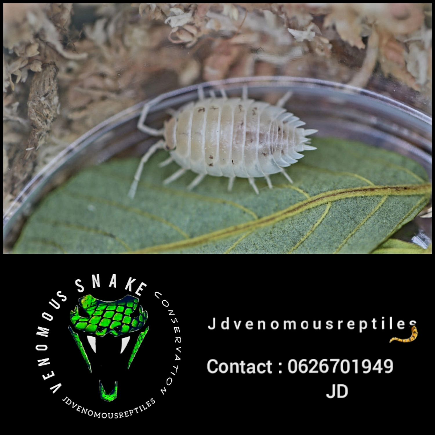 Porcellio Laevis &quot;White&quot;