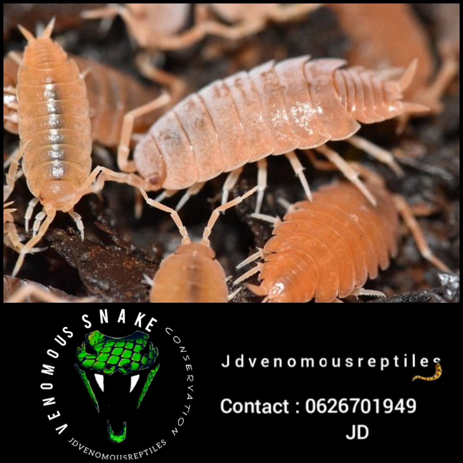 Porcellionides Pruinosus &quot;Orange&quot;