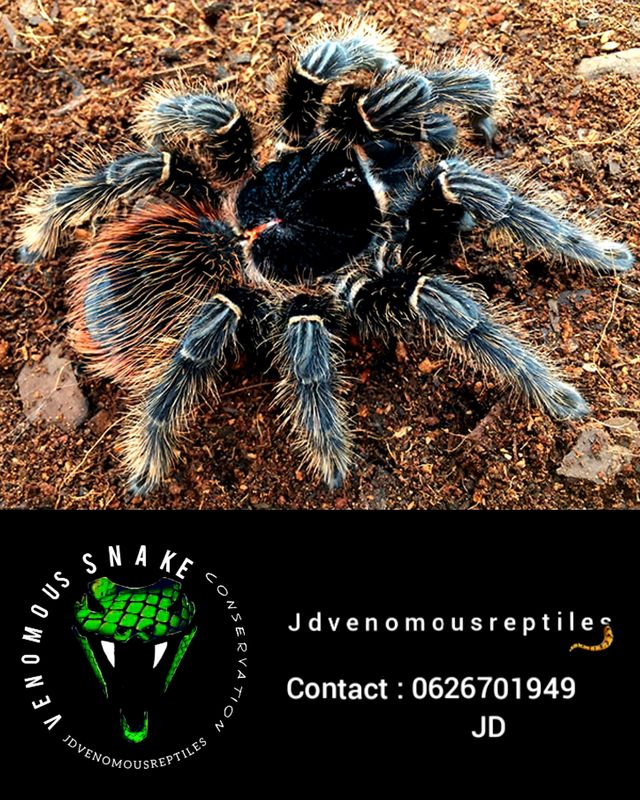 Lasiodora Klugi
