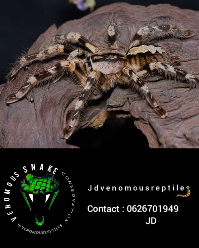 Poecilotheria Striata