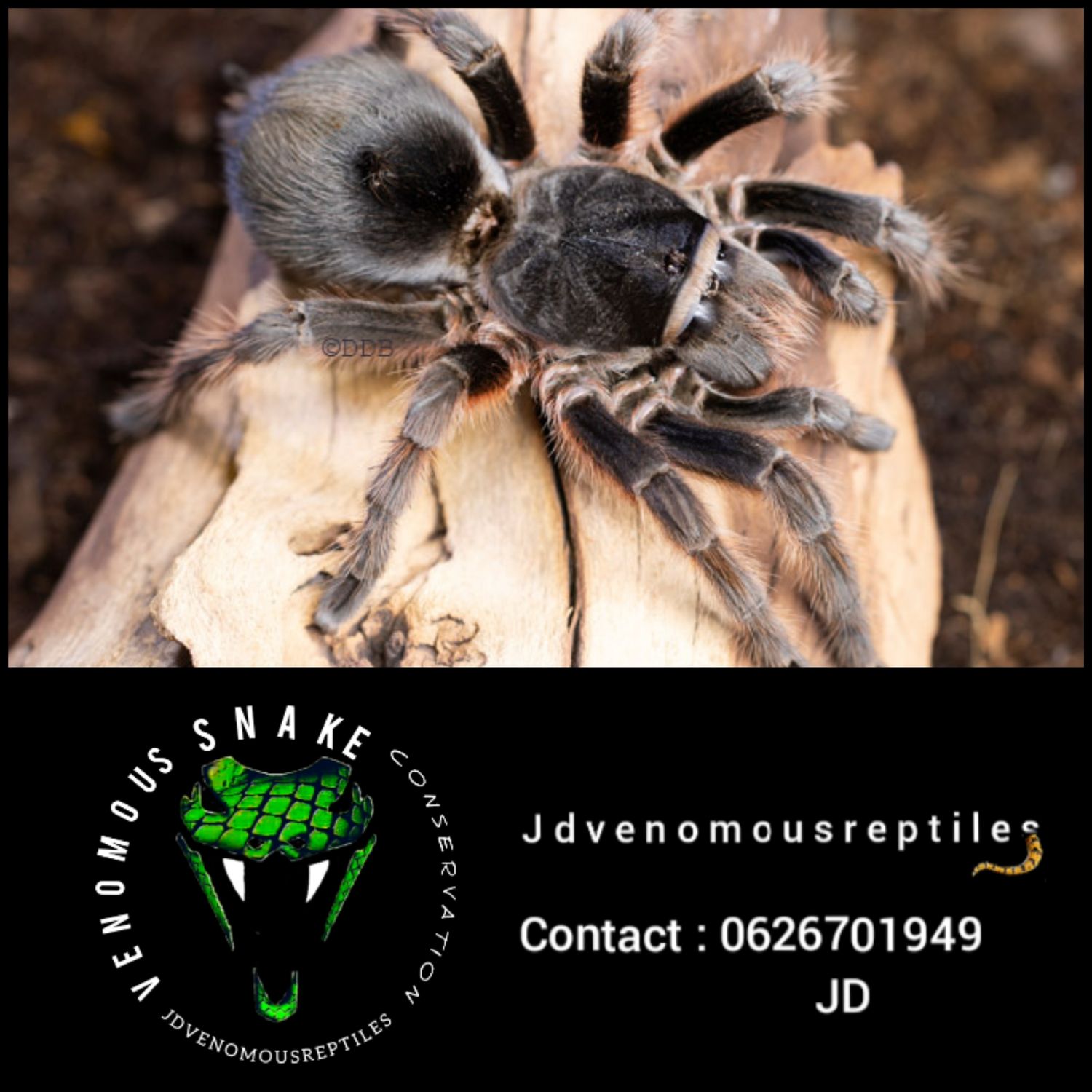 Grammostola Alticeps