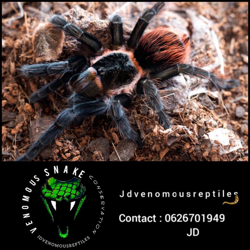 Tliltocatl Sabulosum