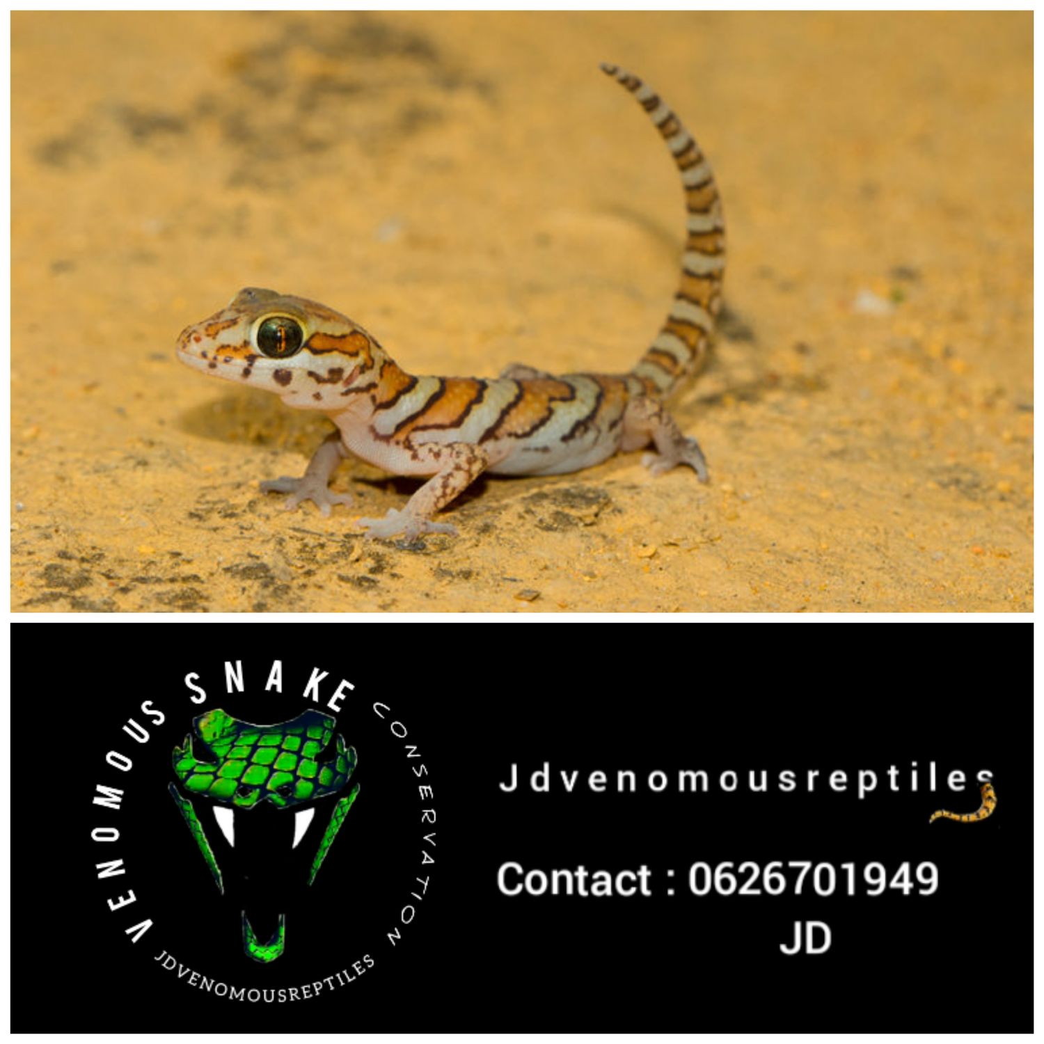 Striped Madagascar Ground Gecko