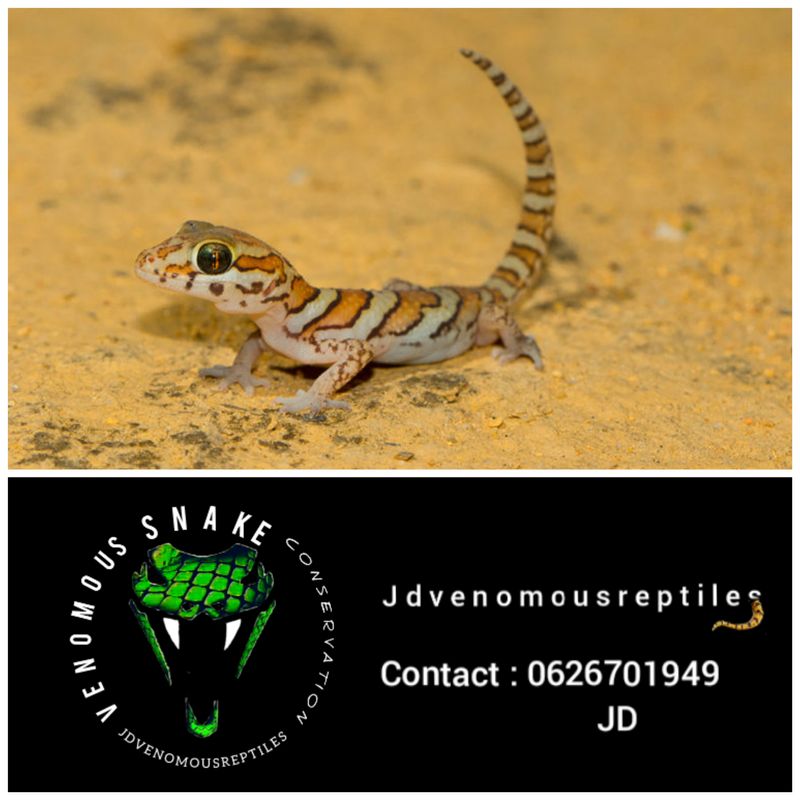 Striped Madagascar Ground Gecko