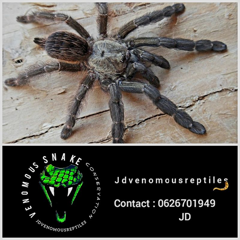 Psalmopoeus Reduncus