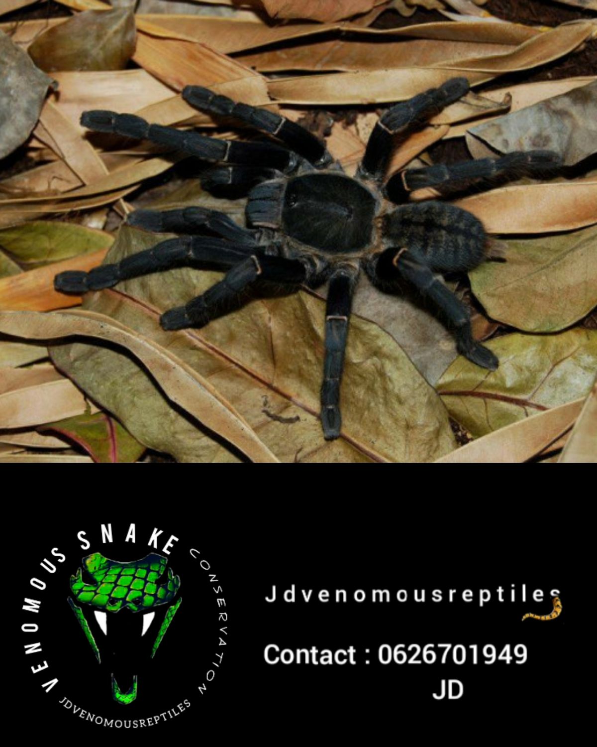 Phormingochilus Sp. Aboricola