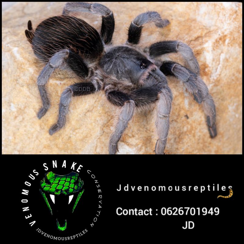 Aphonopelma Belindae MM