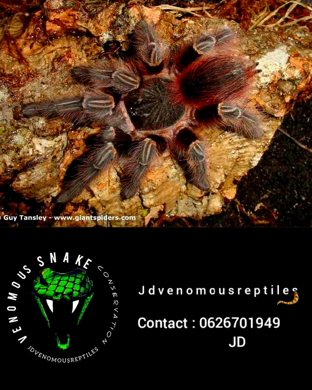 Nhandu Carapoensis