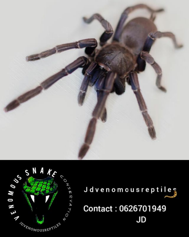 Chilobrachys Cambodia Blue