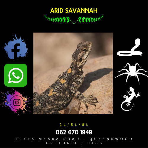 Arid Savannah Mix