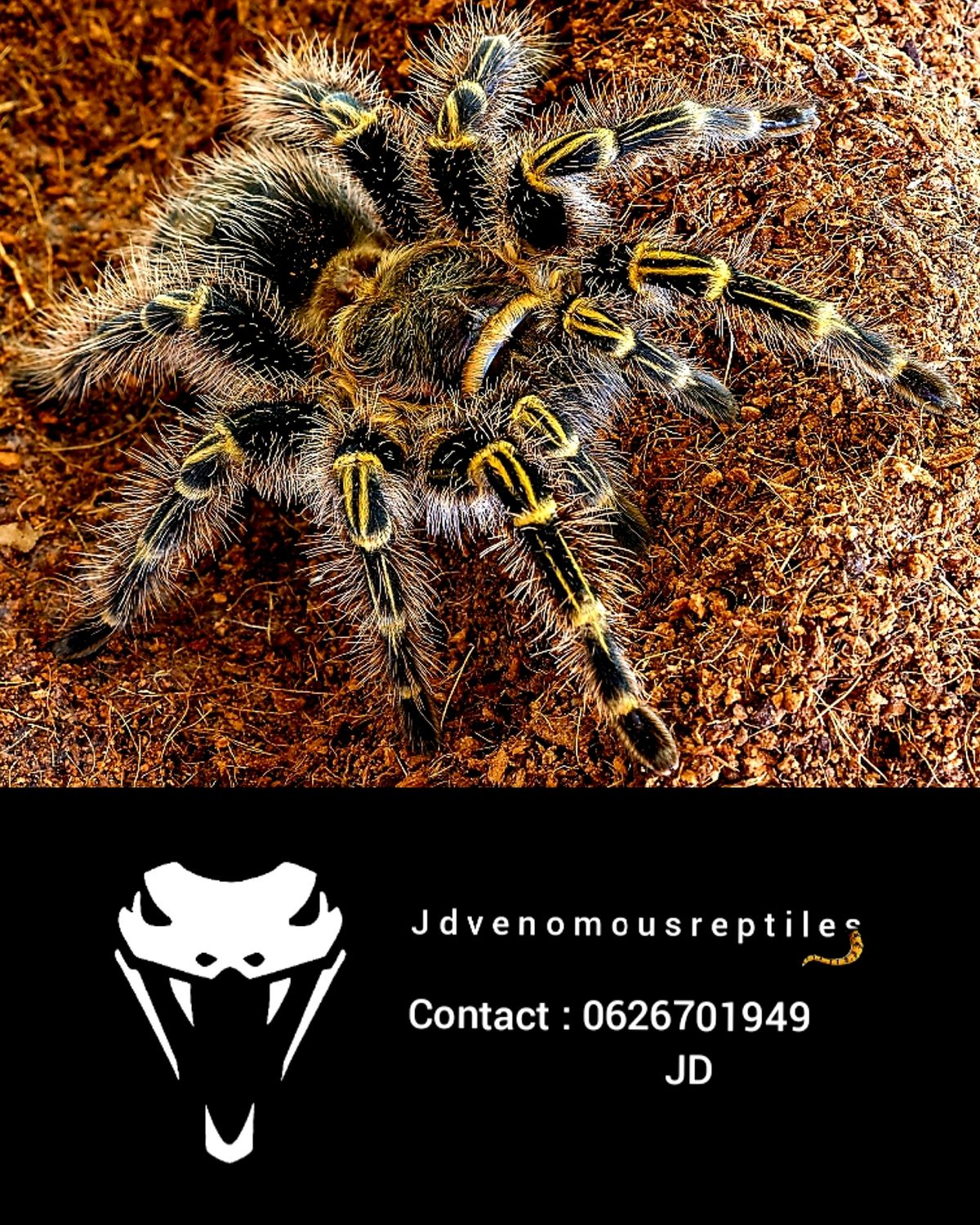 Grammostola Pulchripes