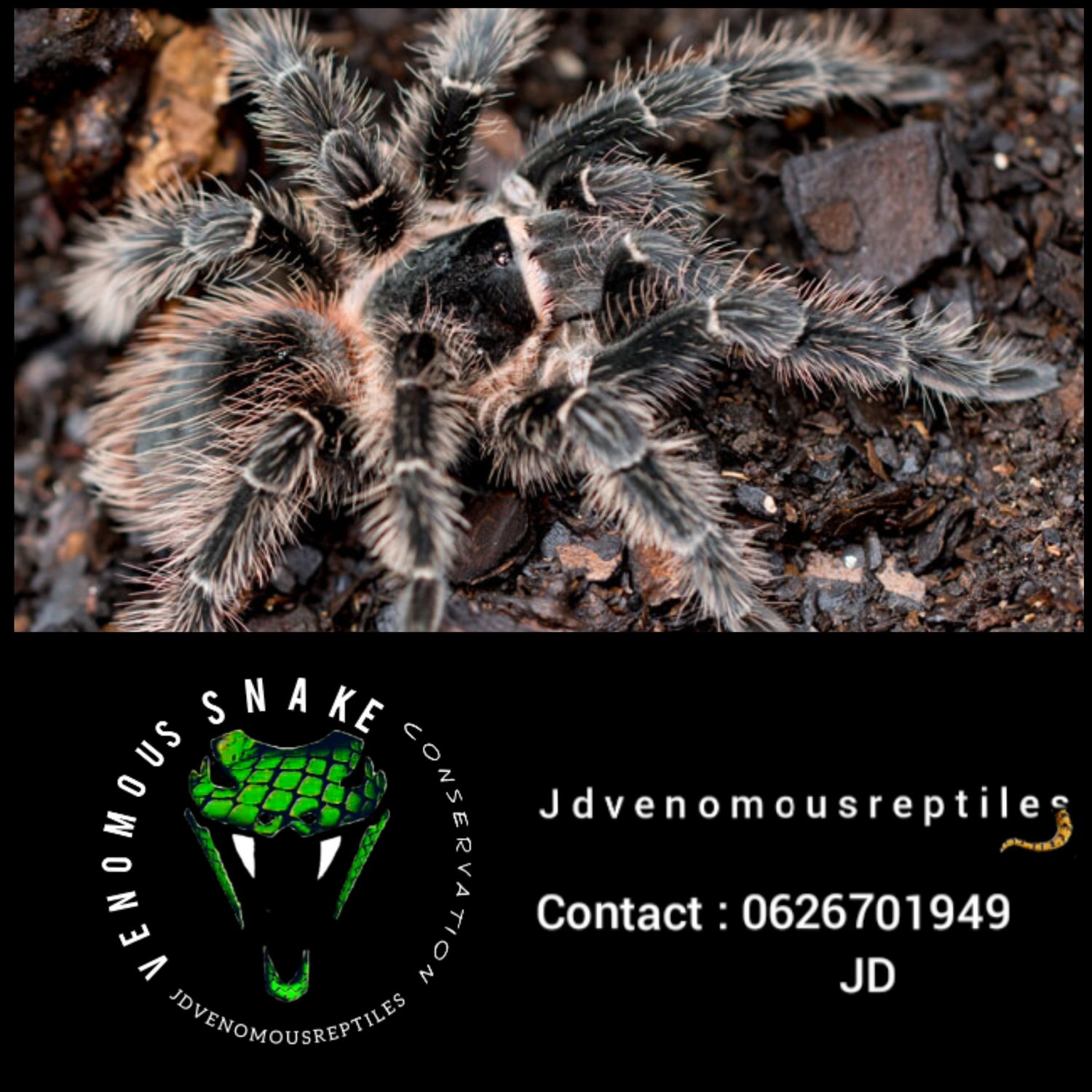 Lasiodora Parahybana
