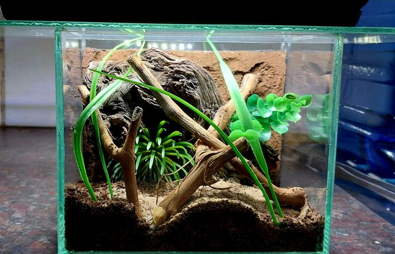 Terrestrial/Fossorial Small Enclosure