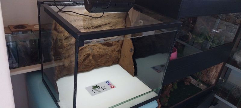 Custom Terrestrial/Fossorial Medium Enclosure