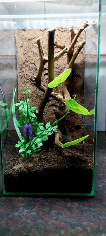 Aboreal Medium Enclosures