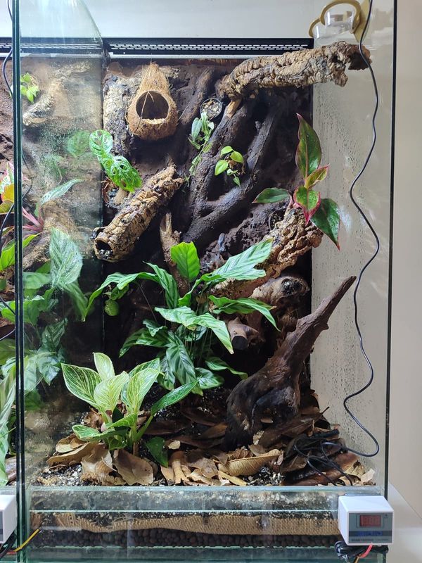 Custom Aboreal Large Enclosure