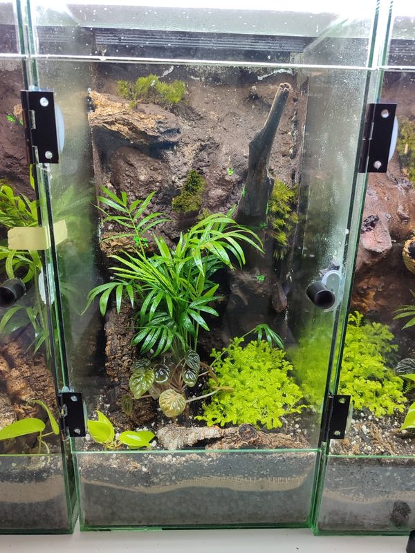 Custom Aboreal Medium Enclosure