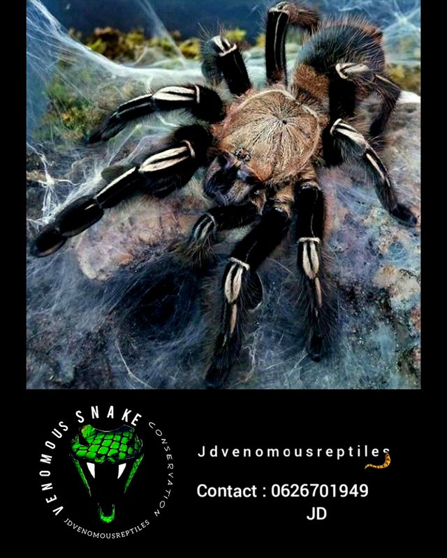 Epephobus Murinus