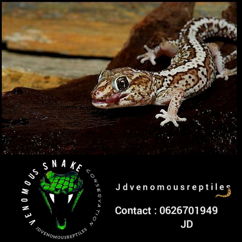 Striped Madagascar Ground Gecko