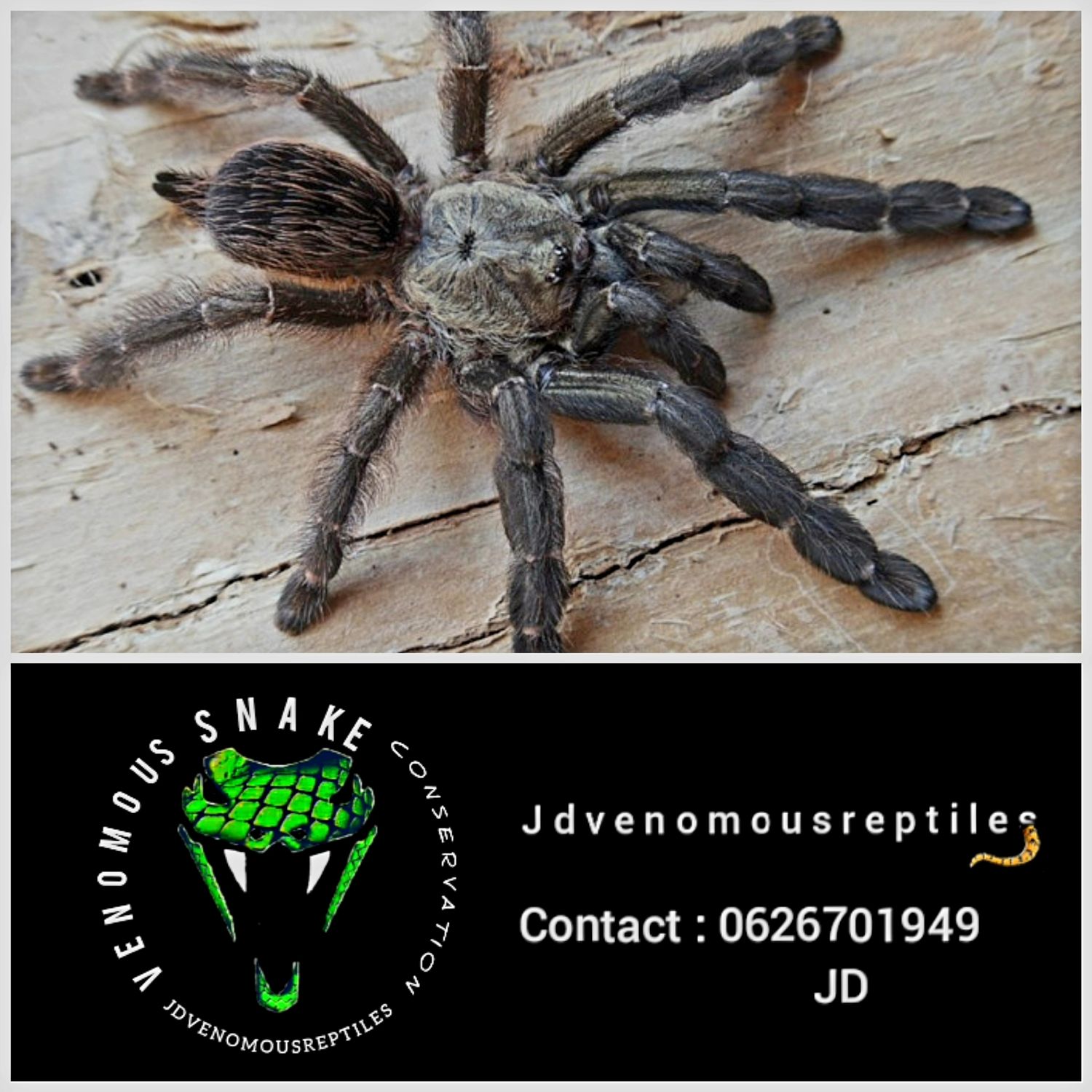 Psalmopoeus Reduncus MM